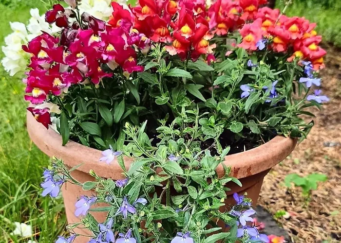 Kwatera prywatna Aska