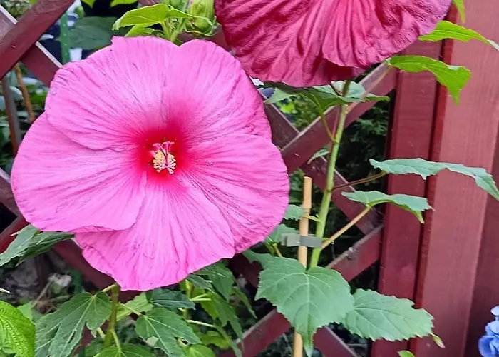 Habitación en casa particular Aska Karpacz